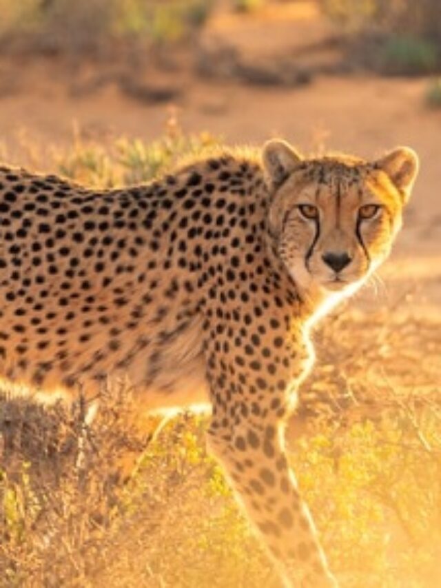 cropped-Cheetah-hindi.jpg